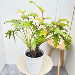 希少】セローム ゴールドリーフ 幹立ち Lサイズ 観葉植物 calmcafep