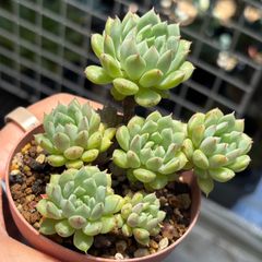 多肉植物✩.*˚七福神 抜き苗 多肉植物 七福神 抜き苗 6/28 - メルカリ
