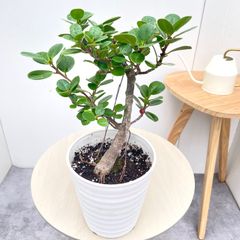 パンダガジュマル 斑入り 接木苗 発根済み 鉢付き - メルカリ