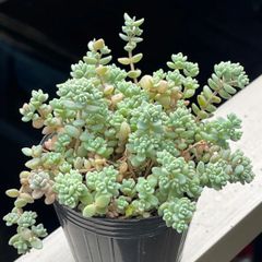 多肉植物ミックスベリア♡2号ポット9種セット❤︎抜き苗(根付き