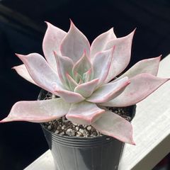 売却済み3/13撮影)モーニング(抜き苗)多肉植物 多肉植物♡ピンクモリー❤︎抜き苗(根付き) - メルカリ