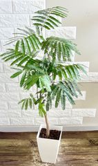 希少♡斑入り♡ネムの木♡観葉植物♡インテリア♡ - メルカリ