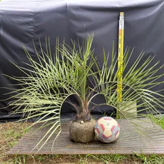 2026年最新】ココスヤシ 地植えの人気アイテム - メルカリ