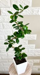 ボダイジュ ねじり幹 観葉植物 | Mercari