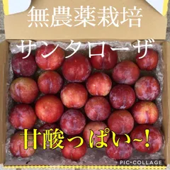 今年ラスト1個　岡山県産　農薬不使用甘い！　すもも1㎏採れたて発送のサムネイル