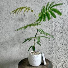 ネムノキ 斑入り 白斑 希少種 - メルカリ