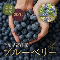 農薬・肥料不使用】山口県産 冷凍ブルーベリー 500g ハイブッシュ系