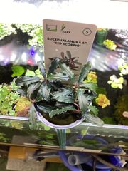 Bucephalandra sp. Rainbow Blue Marble美株 - メルカリ