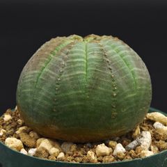希少3頭】メス株 ユーフォルビア オベサ 大 良型 美株 古株