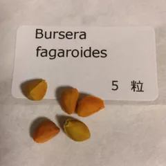ブルセラ・ファガロイデス 種子5粒 Bursera fagaroidesのサムネイル