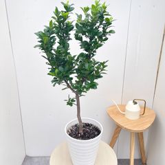 ボダイジュ ねじり幹 観葉植物 - メルカリ