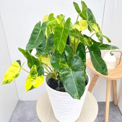 沖縄小葉ガジュマル 3【現品】観葉植物 室内 7号 - メルカリ