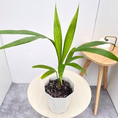 フィロデンドロン バールマルクス 斑入り 10【現品】観葉植物 室内