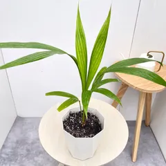 ヤエヤマヤシ　16【現品】☆希少☆  観葉植物　屋外　室内　5号のサムネイル