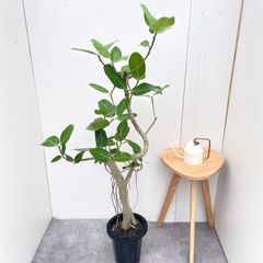 フィカス ウンベラータ 8号 156cm S-shaped tree form - メルカリ