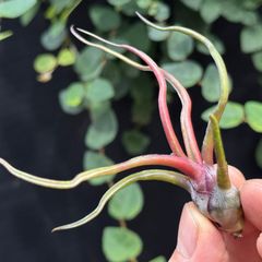 HR＊チランジア ギリエシー マイオール Tillandsia gilliesii fa