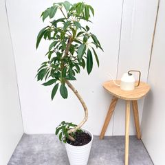 シェフレラ・グランディ（グランディス） 鉢植え 陶器 受け皿付き