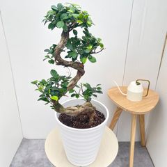 ガジュマル ネジリ S字仕立て 8寸 - メルカリ
