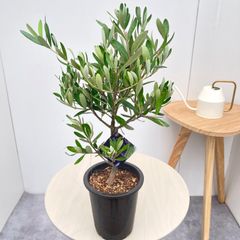 オリーブ チプレッシーノ 35【現品】観葉植物 創樹 SOUJU 4号 - メルカリ