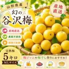 山形県産幻の谷沢梅　樹上完熟梅　5キロ　朝採り　農薬不使用のサムネイル