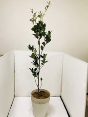 アオバナハイノキ 青花灰木 苗木 - メルカリ