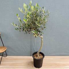 現品］【希少】3番 ドラセナ ナビー 龍 7号 観葉植物 大型 室内 レア