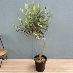 ［現品］T  創樹　オリーブ　ルッカ　7号　観葉植物　屋外　オリーブの木　ベランダ　おしゃれ　自家結実性有のサムネイル