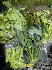 暑さも安心！秋田県からクール便でお届けします。一味違う新鮮野菜セット！この商品はその都度内容が変わりますのサムネイル