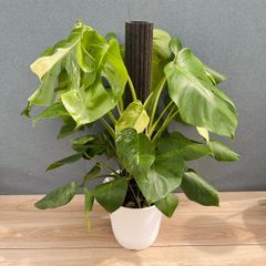 現品］【希少】8番 ドラセナ カンボジアーナ 観葉植物 レア 室内 幸福