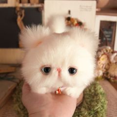 綺麗なエキゾチック子猫ちゃん♡希少♡シェーデッドキャリコ♡アート