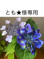 【オーダー専用】アジサイ ドライフラワー 第3期　青緑〜緑青〜黄緑〜紫〜ベージュ オーダー専用】アジサイ ドライフラワー 第3期 青緑〜緑青〜黄緑〜紫