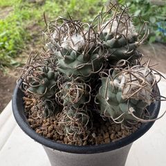 モンスト】象牙丸 多毛 コリファンタ 鉢ごと発送 サボテン