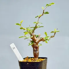 センナ・メリディオナリス36のサムネイル