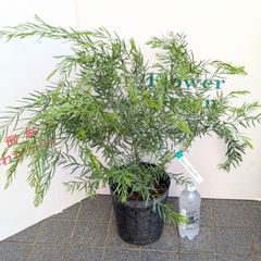 グレビレア ピーチアンドクリーム 大株 オージープランツ バンクシア