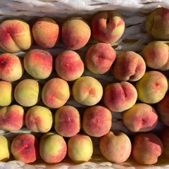 🍑 朝採れ完熟もも｜やわらか甘い｜安心の冷蔵便 ５キロ　4222yのサムネイル