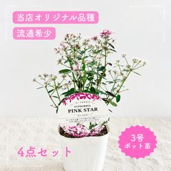 ✿Dom❤Mia✿プロフ必読✿さま専用】 花苗 おまとめ - メルカリ