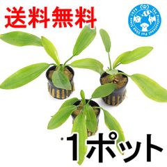 s*a様 エキノドルス ホレマニー オレンジ - メルカリ
