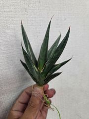 Araseae sp. Kapuas Hulu マハカム川上流域 2 - メルカリ