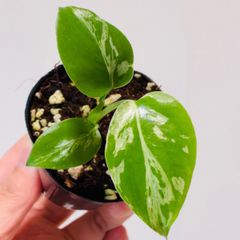 モンステラ デリシオーサ Monstera deliciosa 'Gold Monster' 新種