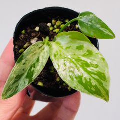 モンステラ デリシオーサ Monstera deliciosa 'Gold Monster' 新種