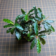 C*o様 Bucephalandra sp. Aurora KN便 - メルカリ