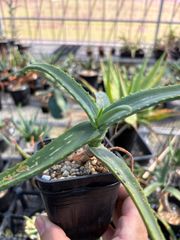 Opuntia gomei 'Old Mexico' オプンチア ゴメイ オールドメキシコ