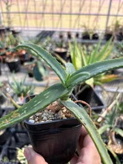 ◆mkbr Aloe sinana アロエ　シナナ　Ethiopia 原種アロエ　実生　多肉植物　希少植物のサムネイル