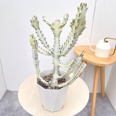希少サイズ ユーフォルビア 大株 キングマハラジャ 60cm程度 - メルカリ