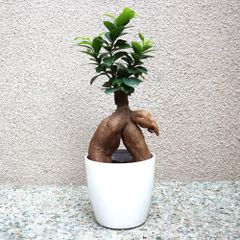 観葉植物 ガジュマル 12号鉢 多幸の木 - メルカリ