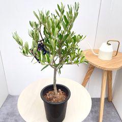 オリーブの木【SOUJU】シプレッシーノ 3寸 幹太 現品メルカリ便発送