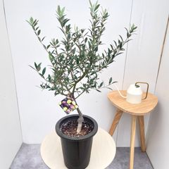 アガベ トゥルービューティー 2【現品】☆希少☆ 観葉植物 多肉植物