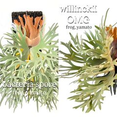 P. willinckii dwarf'Group-K' ビカクシダ ドワーフ - メルカリ