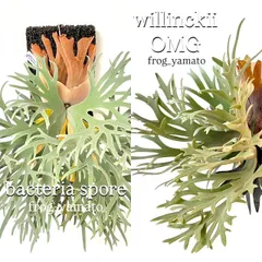 bika-025 ゆうパック 送料無料 frog_yamato【willinckii bacteria×OMG】ウィリンキー バクテリア×オーエムジー mix spore スポア ビカクシダ コウモリラン ケロスポのサムネイル
