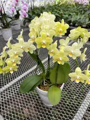 ミディ胡蝶蘭満開花付き　訳あり品のサムネイル